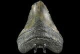 Bargain, Fossil Megalodon Tooth - North Carolina #86961-1